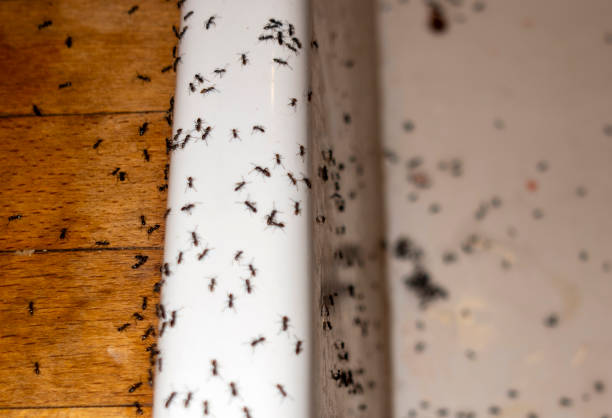 Reliable Burton, SC Pest Control Solutions