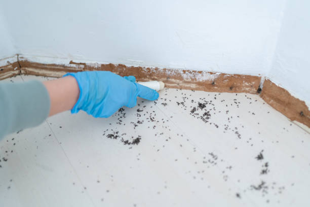Best Rat Extermination Near Me  in Burton, SC